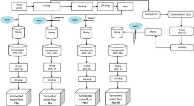 Enhancing iron and zinc bioavailability in maize (Zea mays) through phytate reduction: the impact of fermentation alone and in combination with soaking and germination